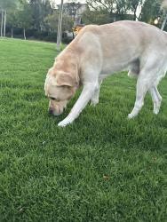 Found/Stray Male Dog last seen Harveston way, Temecula, CA 92591