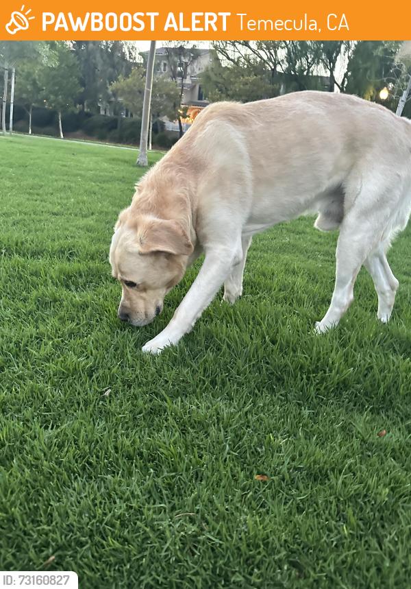 Found/Stray Male Dog last seen Harveston way, Temecula, CA 92591