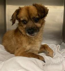 Shelter Stray Male Dog last seen Near BLOCK S GRAND AVE, SAN JACINTO, CA, 581 S Grand Ave, San Jacinto, CA 92582, USA