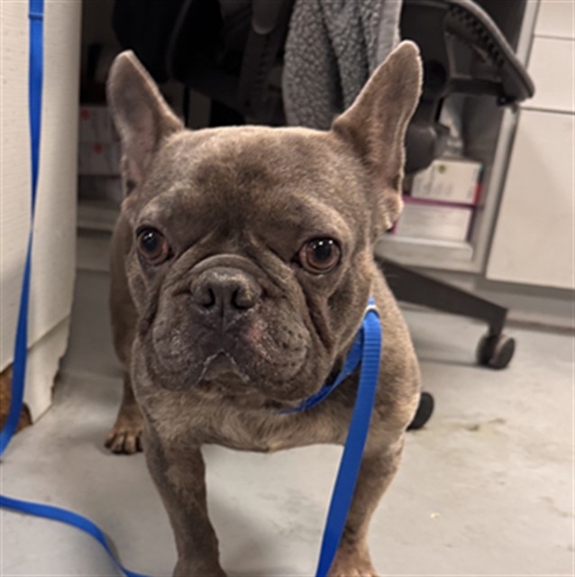 Shelter Stray Male Dog last seen YALE & DEVONSHIRE, HEMET CITY, 581 S Grand Ave, San Jacinto, CA 92582, USA