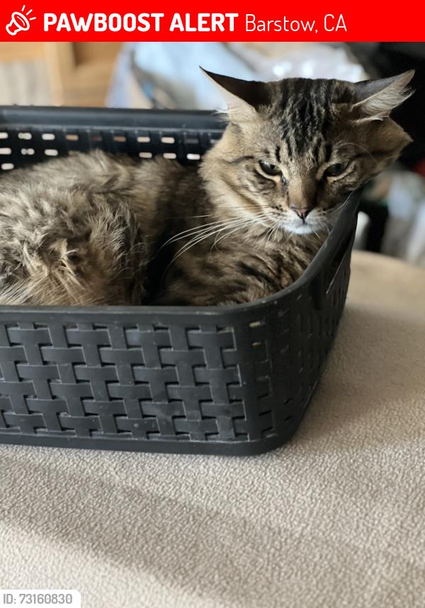 Lost Male Cat last seen Fredericks and Mellissa, Barstow, CA 92311