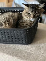 Lost Male Cat last seen Fredericks and Mellissa, Barstow, CA 92311