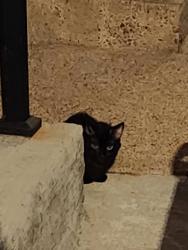 Found/Stray Unknown Cat last seen Banner Way and Eden Way, behind the PNC bank, Pittsburgh, PA 15201