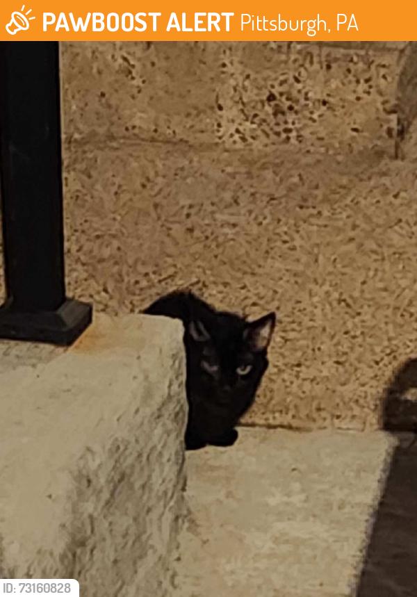 Found/Stray Unknown Cat last seen Banner Way and Eden Way, behind the PNC bank, Pittsburgh, PA 15201