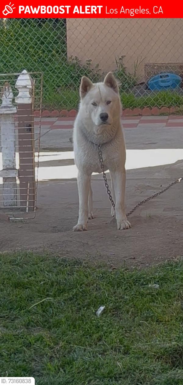 Lost Male Dog last seen Vernon and main, Los Angeles, CA 90011