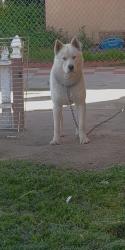 Lost Male Dog last seen Vernon and main, Los Angeles, CA 90011