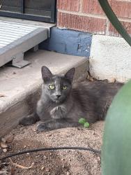 Found/Stray Unknown Cat last seen Swan & Grant, Tucson, AZ 85712