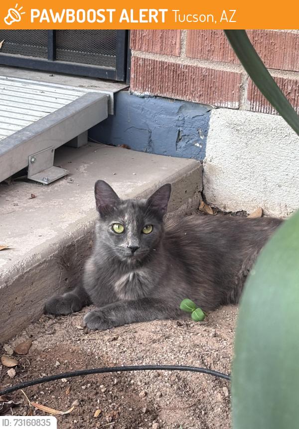 Found/Stray Unknown Cat last seen Swan & Grant, Tucson, AZ 85712