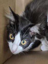 Shelter Stray Female Cat last seen HARVEST HOUSE WAY / APPLE PEAR CT, 9150 Union Park Way, Elk Grove, CA 95624, USA