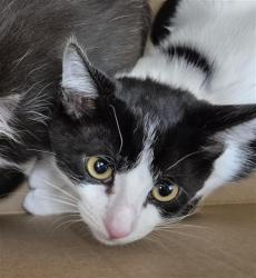 Shelter Stray Male Cat last seen HARVEST HOUSE WAY / APPLE PEAR CT, 9150 Union Park Way, Elk Grove, CA 95624, USA