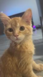 Lost Male Cat last seen jumped off balcony, Green Bay, WI 54303