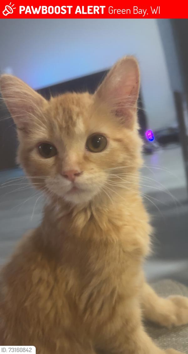 Lost Male Cat last seen jumped off balcony, Green Bay, WI 54303