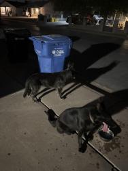 Found/Stray Male Dog last seen 67th ave and Thomas Rd, Phoenix, AZ 85033