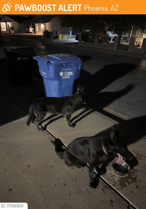 Found/Stray Male Dog last seen 67th ave and Thomas Rd, Phoenix, AZ 85033