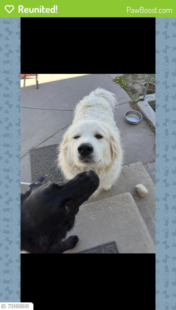 Reunited Male Dog last seen Near SunnyRidge Rd, Nampa, ID 83686, USA, Nampa, ID 83686
