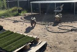 Found/Stray Female Dog last seen Messina, Albuquerque, NM 87121