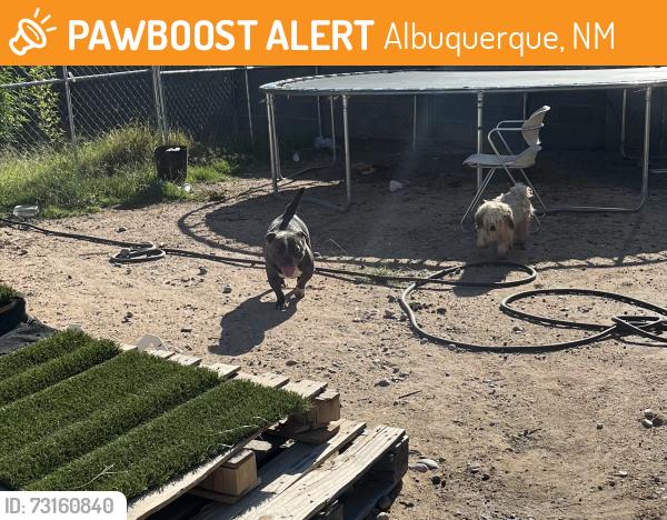 Found/Stray Female Dog last seen Messina, Albuquerque, NM 87121
