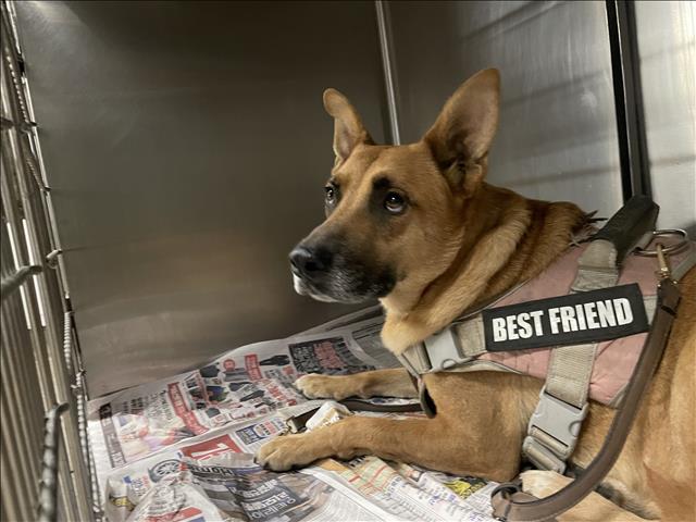 Shelter Stray Female Dog last seen , 14409 Vanowen St, Van Nuys, CA 91405, USA