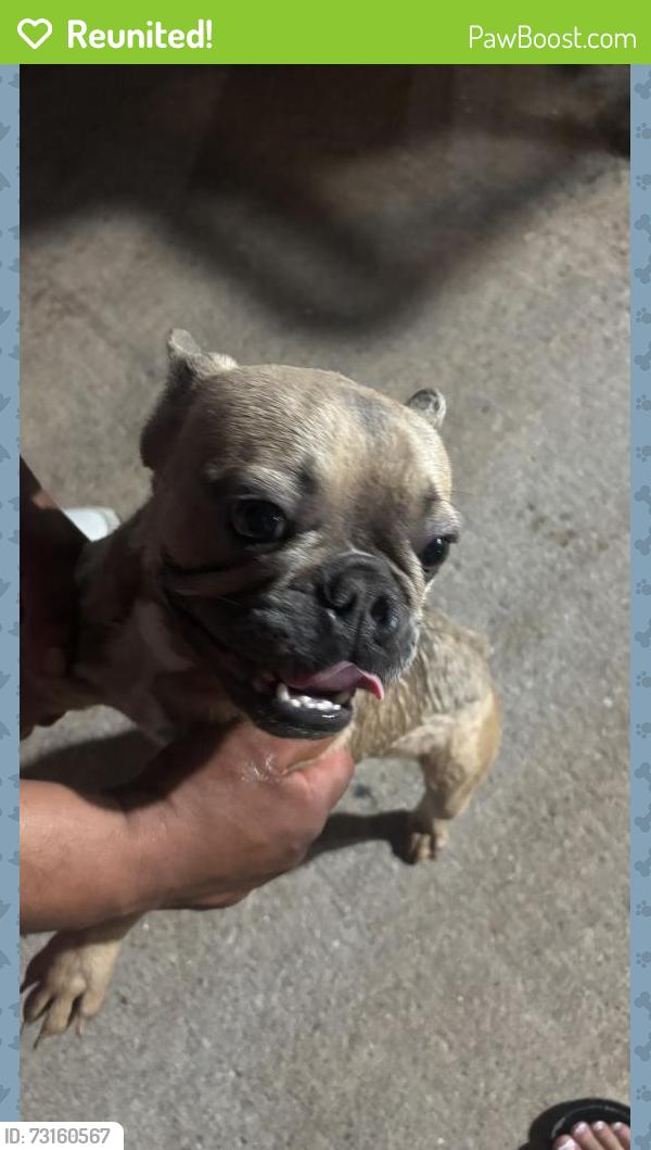 Reunited Male Dog last seen mission bend, Mission Bend, TX 77083