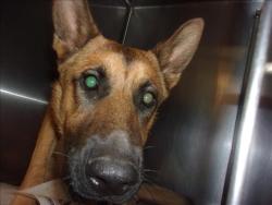 Shelter Stray Male Dog last seen , 14409 Vanowen St, Van Nuys, CA 91405, USA