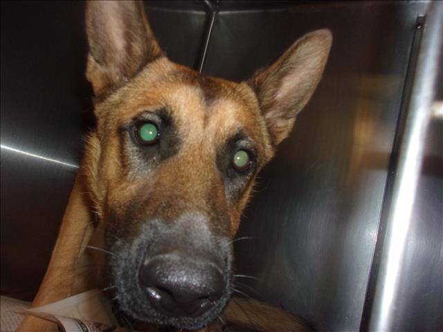 Shelter Stray Male Dog last seen , 14409 Vanowen St, Van Nuys, CA 91405, USA