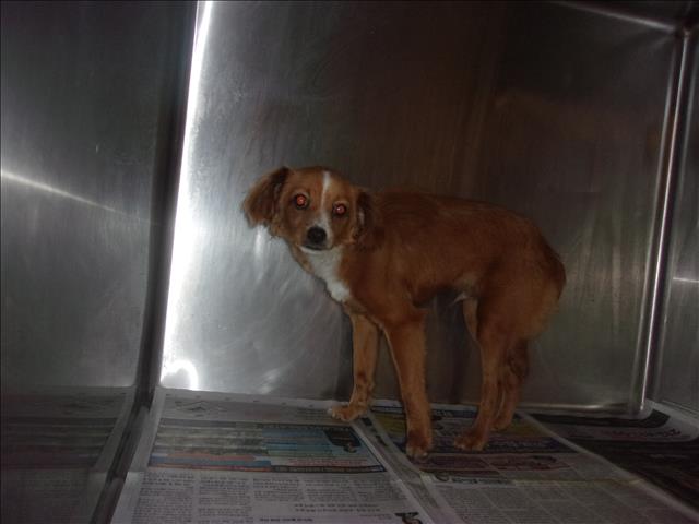 Shelter Stray Male Dog last seen , 14409 Vanowen St, Van Nuys, CA 91405, USA
