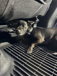Found/Stray Male Dog last seen N Larch Ave, Rialto, CA 92376