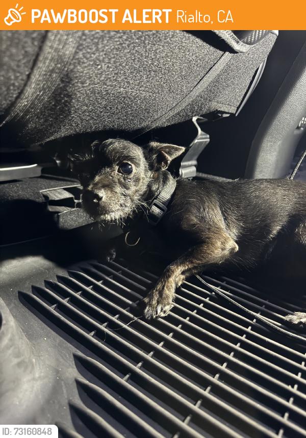 Found/Stray Male Dog last seen N Larch Ave, Rialto, CA 92376