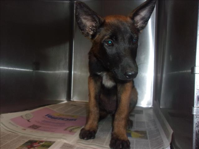 Shelter Stray Male Dog last seen , 14409 Vanowen St, Van Nuys, CA 91405, USA