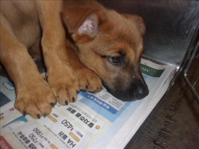 Shelter Stray Female Dog last seen , 14409 Vanowen St, Van Nuys, CA 91405, USA