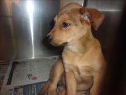Shelter Stray Female Dog last seen , 14409 Vanowen St, Van Nuys, CA 91405, USA
