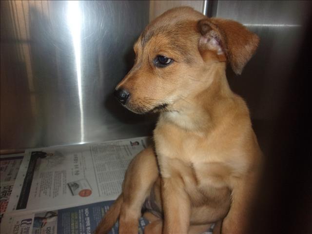 Shelter Stray Female Dog last seen , 14409 Vanowen St, Van Nuys, CA 91405, USA