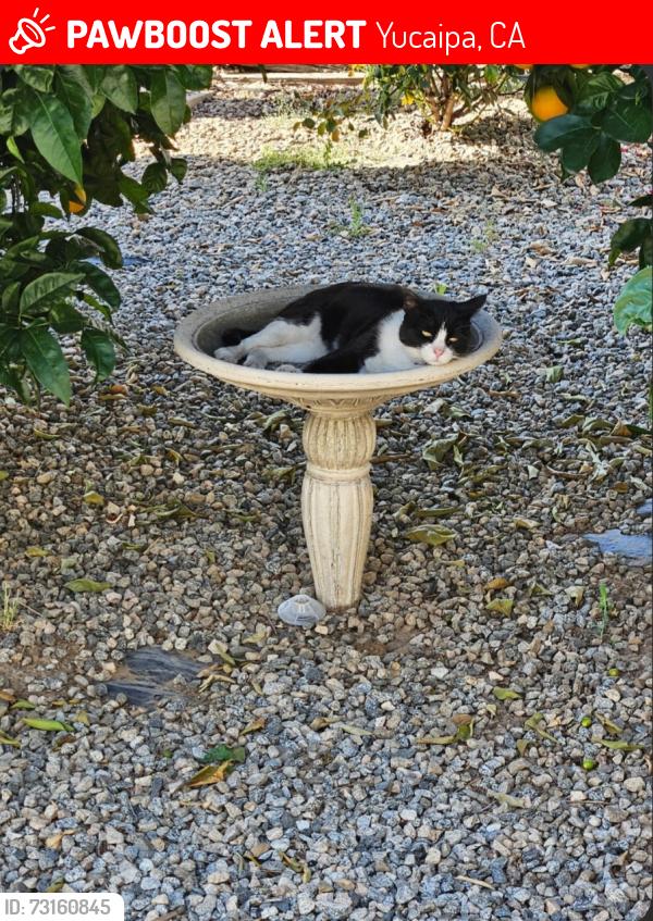 Lost Male Cat last seen Bryant st., Yucaipa, CA 92399
