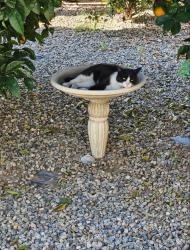 Lost Male Cat last seen Bryant st., Yucaipa, CA 92399