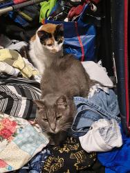Lost Male Cat last seen Castlewood Park, Rockingham, NC 28379