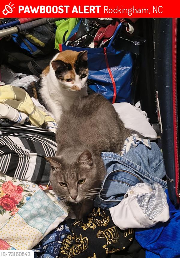 Lost Male Cat last seen Castlewood Park, Rockingham, NC 28379