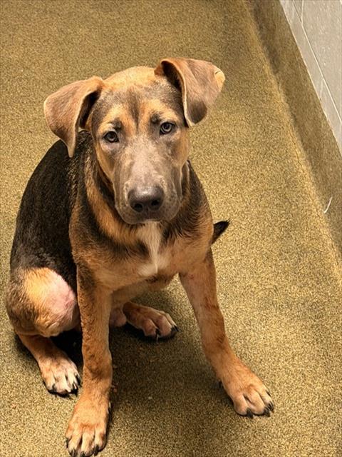 Shelter Stray Male Dog last seen Near BLOCK FOREST ST, 2020 Forest St, Jacksonville, FL 32204, USA