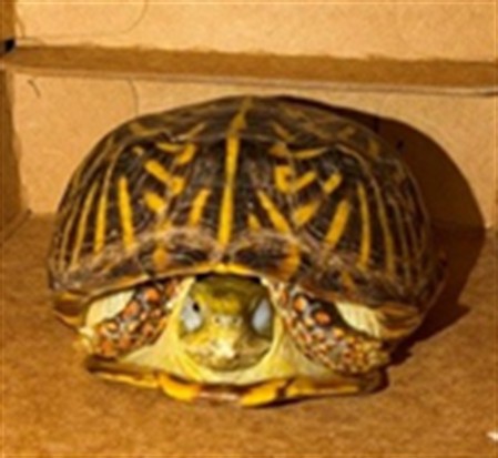 Shelter Stray Unknown Other last seen , 4275 Elton St, Baldwin Park, CA 91706, USA