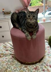 Lost Male Cat last seen Didsbury park off Gillbrook Road, Didsbury, England 