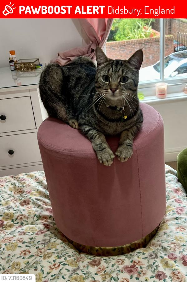 Lost Male Cat last seen Didsbury park off Gillbrook Road, Didsbury, England 