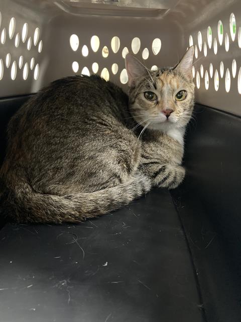 Shelter Stray Female Cat last seen Near BLK E MOUNTAIN VIEW ST, LONG BEACH, CA, 90805, 7700 E Spring St, Long Beach, CA 90815, USA