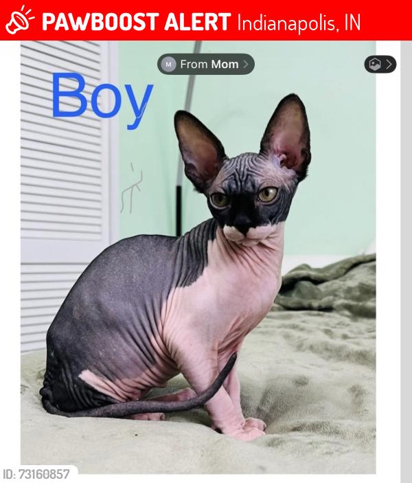 Lost Male Cat last seen Near pinnacle blvd, Indianapolis, IN 46237