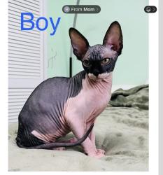Lost Male Cat last seen Near pinnacle blvd, Indianapolis, IN 46237
