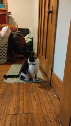 Reunited Female Cat last seen heath street block, Buffalo, NY 14214