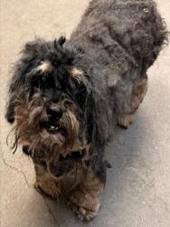 Shelter Stray Male Dog last seen , 4000 N Silverbell Rd, Tucson, AZ 85745, USA