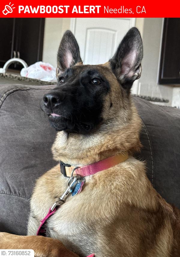 Lost Female Dog last seen My parents were driving thru on the highway from Texas and she escaped while they were 20 minutes away from the KOA in needles CA, Needles, CA 86440