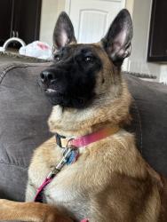 Lost Female Dog last seen My parents were driving thru on the highway from Texas and she escaped while they were 20 minutes away from the KOA in needles CA, Needles, CA 86440