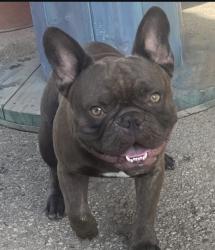 Reunited Male Dog last seen California, Tyler, Riverside, CA 92503