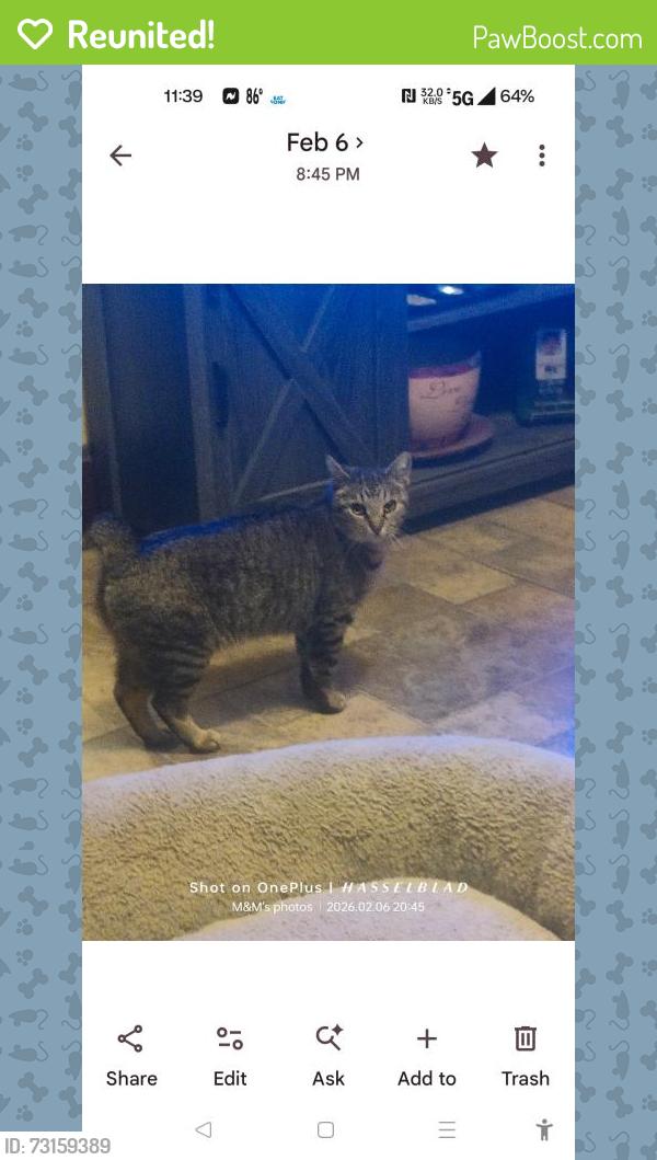 Reunited Female Cat last seen King hill, Saint Joseph, MO 64504