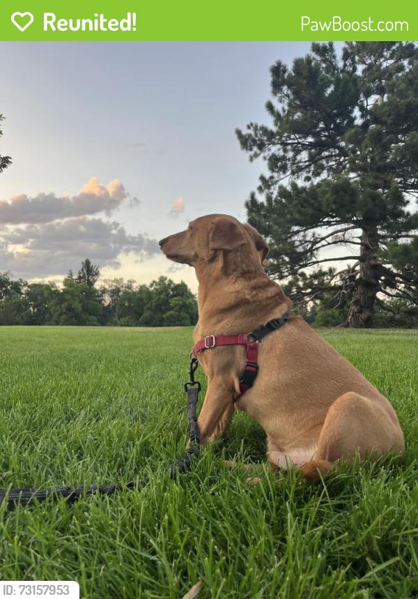 Reunited Male Dog last seen City Park, Fort Collins, CO 80521